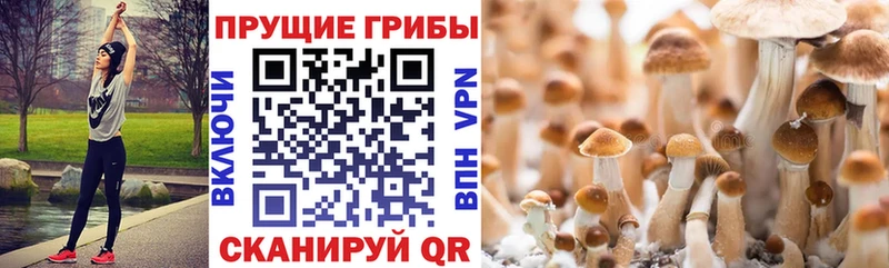 Купить  Шиханы  Псилоцибиновые грибы Cubensis 